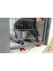 Струбцина-домкрат BEY23 BESSEY BEYCEPS